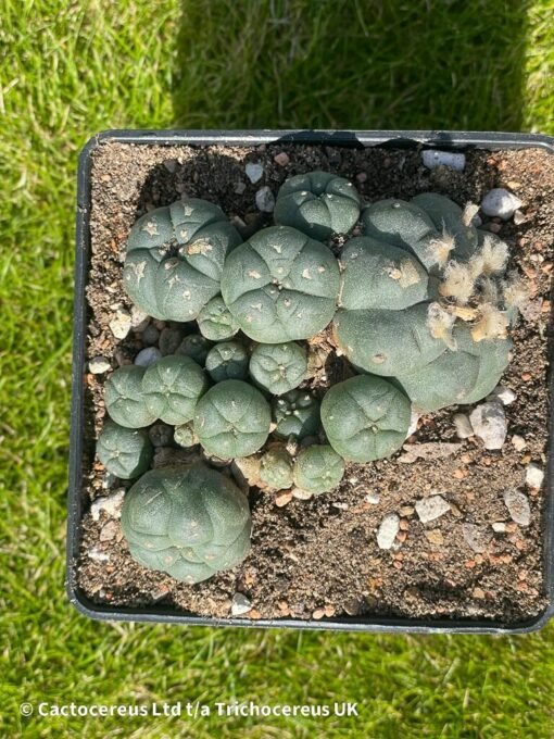 Lophophora Williamsii Var Caespitosa - 10Cm - The Doozy