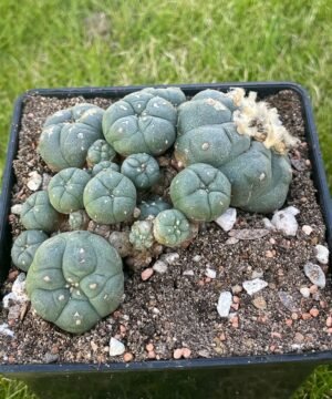 Lophophora Williamsii 29