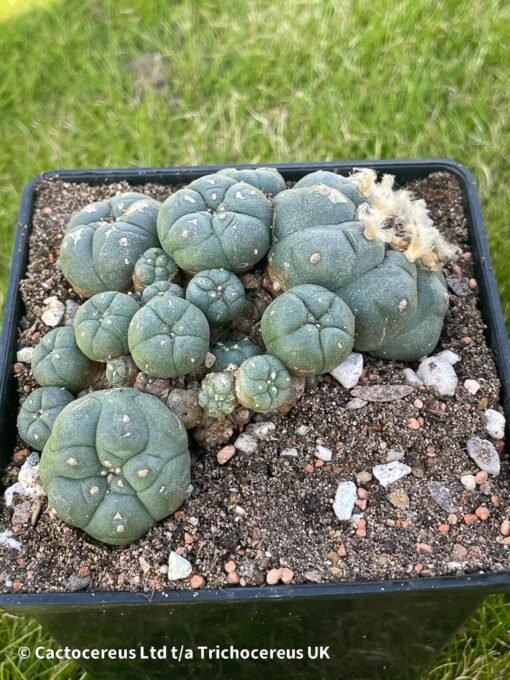 Lophophora Williamsii Var Caespitosa - 10Cm - The Doozy - Image 2