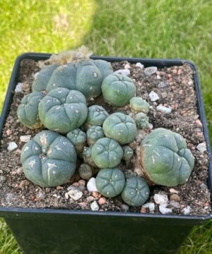 Lophophora Williamsii 30