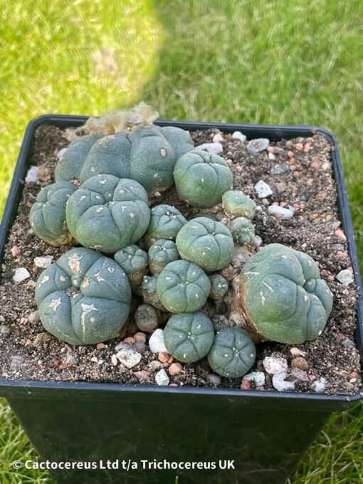 Lophophora Williamsii Var Caespitosa - 10Cm - The Doozy - Image 3