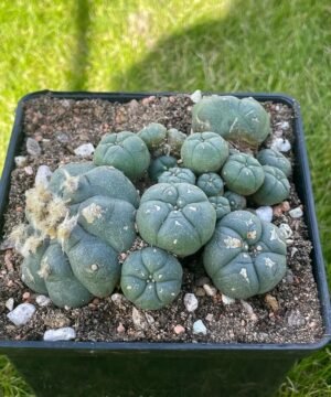 Lophophora Williamsii 31