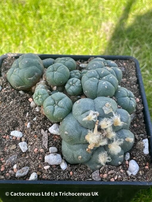 Lophophora Williamsii Var Caespitosa - 10Cm - The Doozy - Image 5