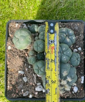 Lophophora Williamsii 33