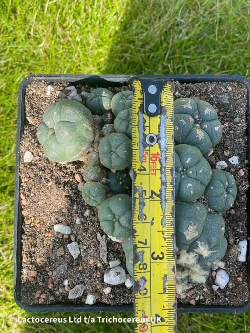 Lophophora Williamsii Var Caespitosa - 10Cm - The Doozy - Image 6