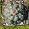 Lophophora Williamsii 34