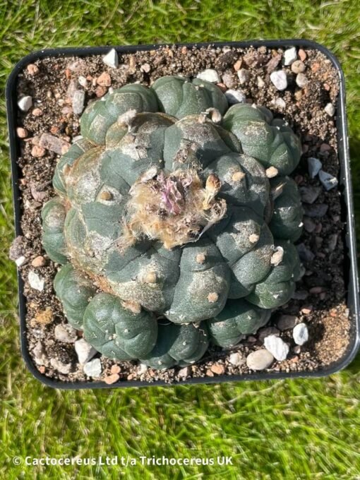 Lophophora Williamsii Var Caespitosa - 8Cm - Cosmic Thought