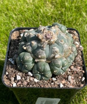 Lophophora Williamsii 35