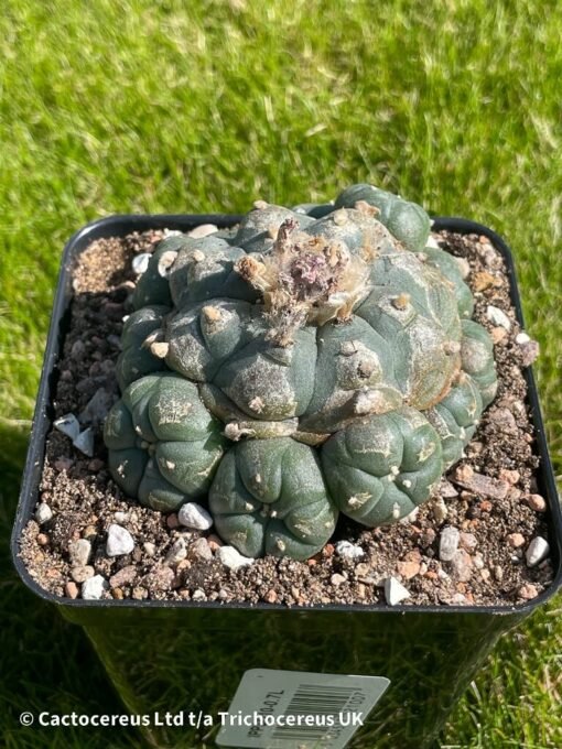 Lophophora Williamsii Var Caespitosa - 8Cm - Cosmic Thought - Image 2