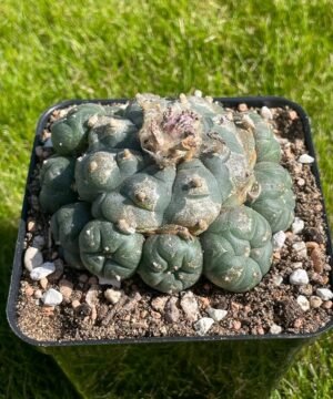 Lophophora Williamsii 36