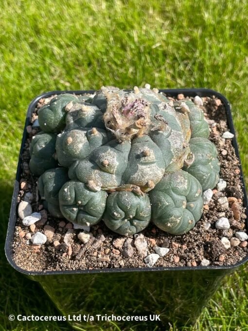 Lophophora Williamsii Var Caespitosa - 8Cm - Cosmic Thought - Image 3