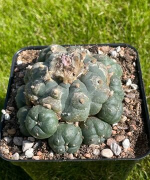 Lophophora Williamsii 37