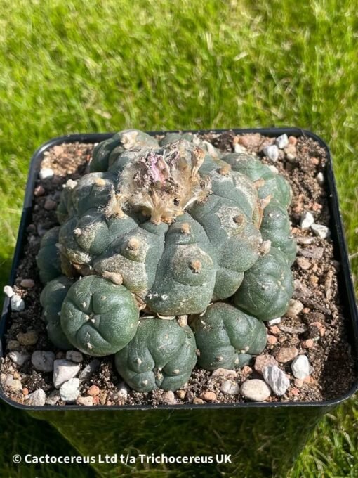 Lophophora Williamsii 37