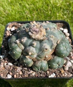 Lophophora Williamsii 38