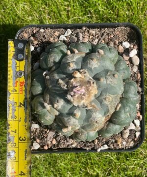 Lophophora Williamsii 39