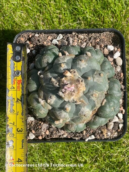 Lophophora Williamsii 39