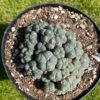 Lophophora Williamsii 40