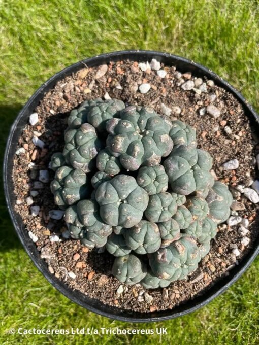 Lophophora Williamsii 40