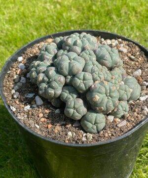 Lophophora Williamsii 41