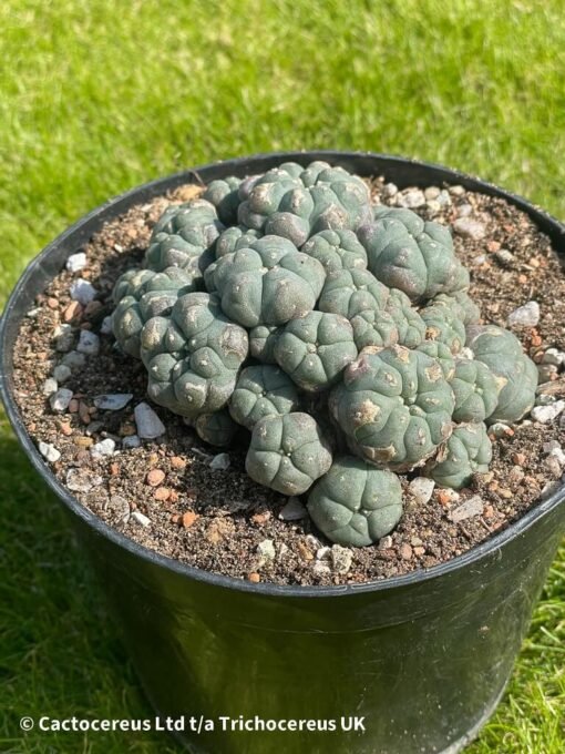 Lophophora Williamsii 41