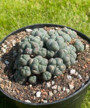 Lophophora Williamsii 42