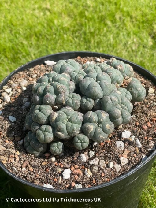 Lophophora Williamsii 42