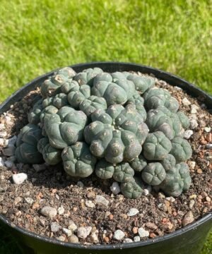 Lophophora Williamsii 43