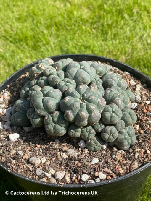 Lophophora Williamsii 43