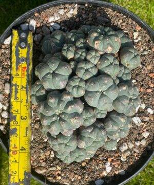 Lophophora Williamsii 44