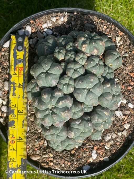 Lophophora Williamsii 44