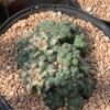 Lophophora Williamsii 45