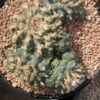 Lophophora Williamsii 49