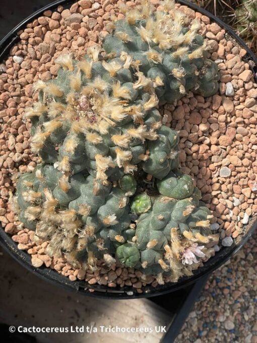 Lophophora Williamsii Var Caespitosa - 18Cm - The Fluff