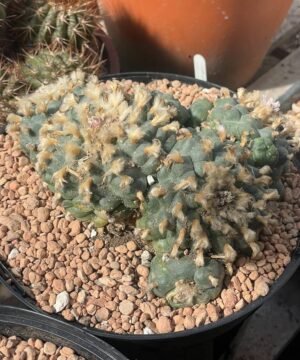 Lophophora Williamsii 50