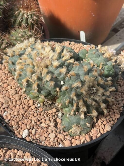 Lophophora Williamsii Var Caespitosa - 18Cm - The Fluff - Image 3