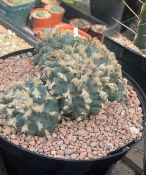 Lophophora Williamsii 51