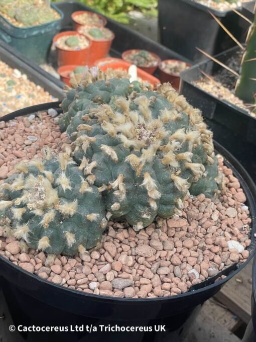 Lophophora Williamsii Var Caespitosa - 18Cm - The Fluff - Image 2