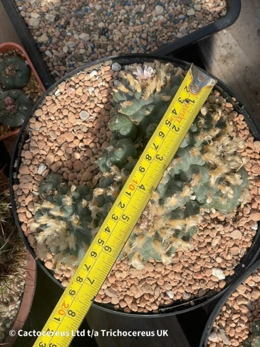 Lophophora Williamsii Var Caespitosa - 18Cm - The Fluff - Image 5