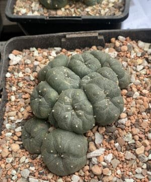 Lophophora Williamsii Caes 2