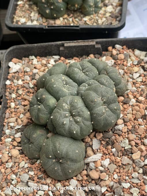 Lophophora Williamsii (Peyote) - 11Cm - Phoenix - Image 4