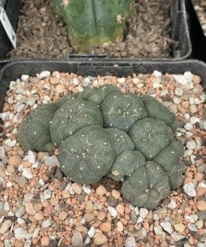 Lophophora Williamsii Caes 3