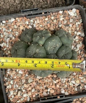 Lophophora Williamsii Caes 4