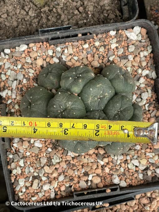 Lophophora Williamsii (Peyote) - 11Cm - Phoenix - Image 2