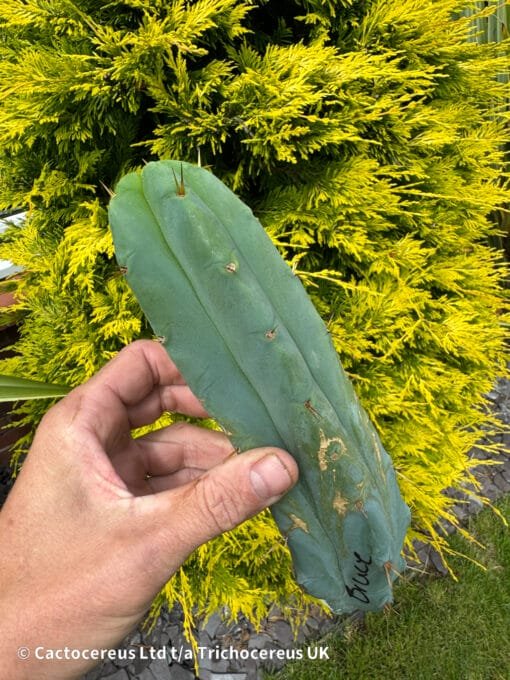 Tr. Bridgesii &Quot;Bruce&Quot; Cuts - Echinopsis Lageniformis