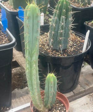 Tr Bridgesii 1