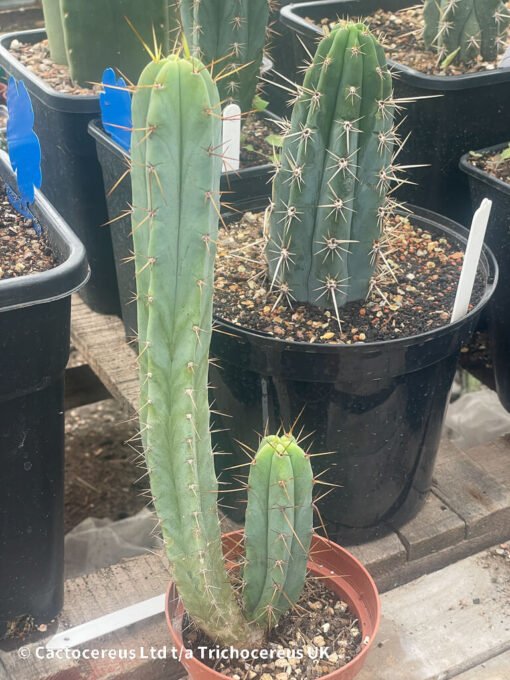 Tr. Bridgesii / Echinopsis Lageniformis - Whole Plant - Image 4