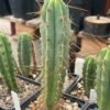 Tr Bridgesii 18Cm 1