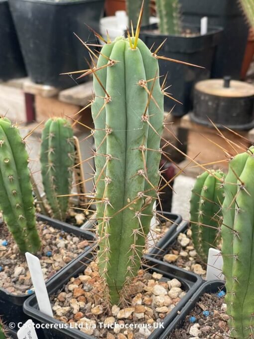 Tricho Vault - Tr. Bridgesii - 18Cm Young Adult