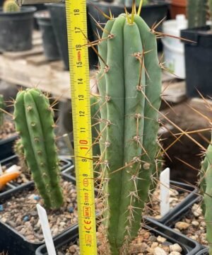 Tr Bridgesii 18Cm 2