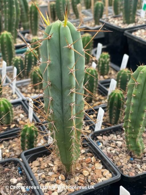 Tricho Vault - Tr. Bridgesii - 18Cm Young Adult - Image 4